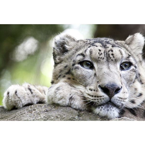 Ebern Designs Snow Leopard - Wrapped Canvas Photograph | Wayfair